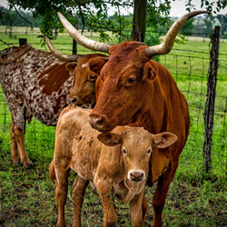Longhorn Ranch Goliad, Texas Longhorn Cow Ranch in Goliad Texas